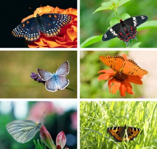 Bakgrundsbilder från temat Fjärilar